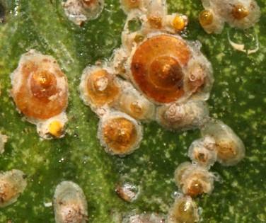 Scale insects